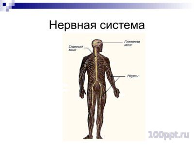 Презентация система органов человека - слайд 4 4 слайд презентации система органов человека