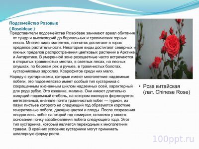 Презентация семейство розоцветные - слайд 9 9 слайд презентации семейство розоцветные