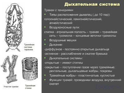 Презентация внутреннее и внешнее строение насекомых - слайд 10 10 слайд презентации внутреннее и внешнее строение насекомых