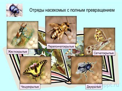 Презентация отряды насекомых с полным превращением - слайд 3 3 слайд презентации отряды насекомых с полным превращением