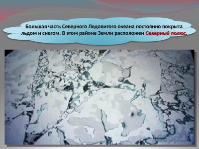 Презентация животные Арктики и Антарктиды - слайд 5 5 слайд презентации животные Арктики и Антарктиды