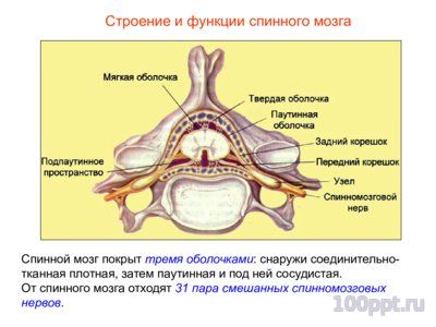 Презентация нервная система человека - слайд 6 6 слайд презентации нервная система человека