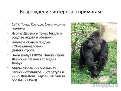 Презентация современные приматы - слайд 4 4 слайд презентации современные приматы