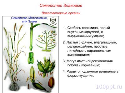 Презентация семейства класса однодольные - слайд 10 10 слайд презентации семейства класса однодольные