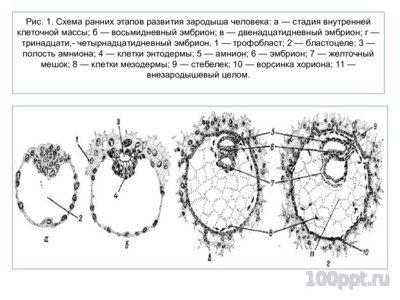 Презентация эмбриональное развитие - слайд 2 2 слайд презентации эмбриональное развитие