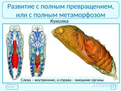 Презентация размножение и развитие насекомых - слайд 7 7 слайд презентации размножение и развитие насекомых