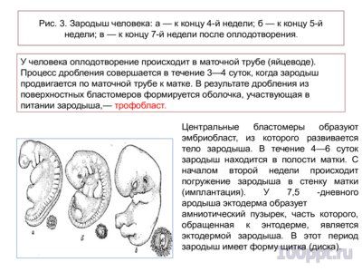 Презентация эмбриональное развитие - слайд 4 4 слайд презентации эмбриональное развитие