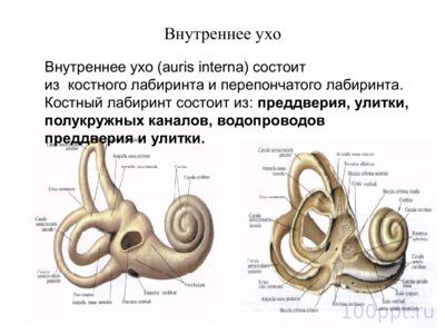 Презентация вестибулярный аппарат - слайд 2 2 слайд презентации вестибулярный аппарат