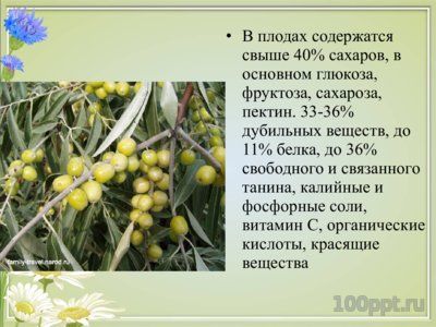 Презентация вяжущие лекарственные растения - слайд 10 10 слайд презентации вяжущие лекарственные растения