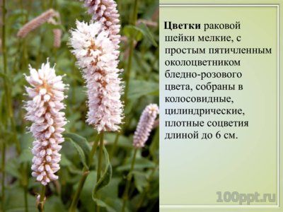 Презентация вяжущие лекарственные растения - слайд 4 4 слайд презентации вяжущие лекарственные растения