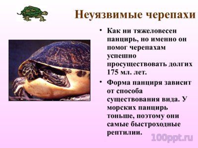 Презентация многообразие пресмыкающихся - слайд 12 12 слайд презентации многообразие пресмыкающихся
