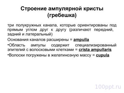 Презентация вестибулярный аппарат - слайд 8 8 слайд презентации вестибулярный аппарат