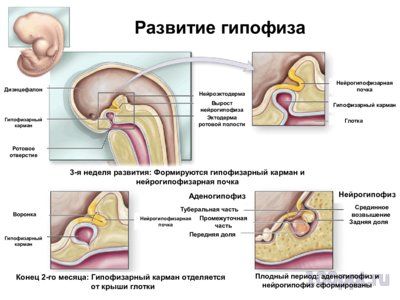 Презентация эндокринная система - слайд 7 7 слайд презентации эндокринная система