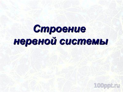 Презентация значение нервной системы - слайд 2 2 слайд презентации значение нервной системы