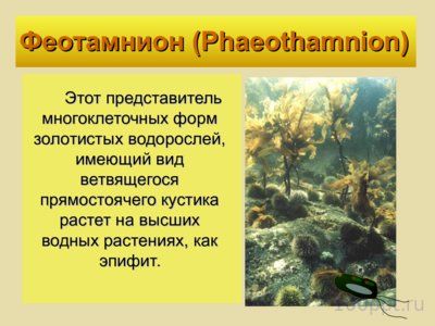 Презентация отдел золотистые водоросли - слайд 5 5 слайд презентации отдел золотистые водоросли