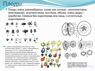 Презентация семейство розоцветные - слайд 6 6 слайд презентации семейство розоцветные