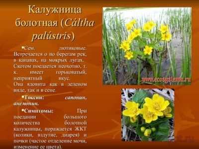 Презентация вредные и ядовитые для животных растения - слайд 8 8 слайд презентации вредные и ядовитые для животных растения