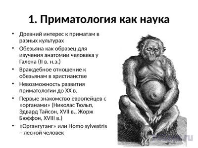 Презентация современные приматы - слайд 2 2 слайд презентации современные приматы
