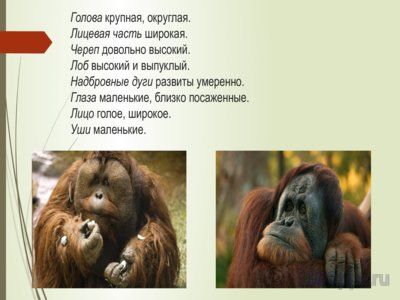 Презентация орангутаны - слайд 9 9 слайд презентации орангутаны
