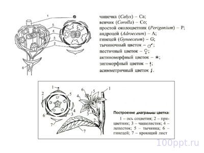 Презентация семейства класса однодольные - слайд 3 3 слайд презентации семейства класса однодольные