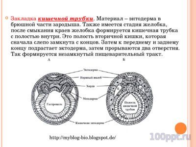 Презентация онтогенез многоклеточных - слайд 6 6 слайд презентации онтогенез многоклеточных