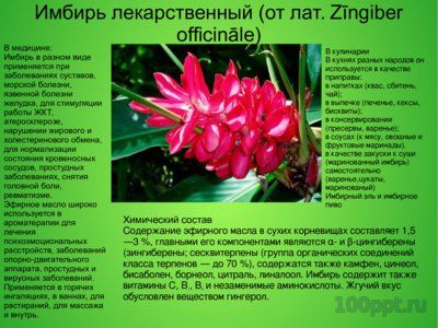 Презентация лекарственные и ядовитые растения среди специй - слайд 7 7 слайд презентации лекарственные и ядовитые растения среди специй