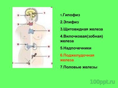 Презентация заболевания эндокринной системы - слайд 2 2 слайд презентации заболевания эндокринной системы