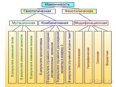Презентация модификационная изменчивость - слайд 2 2 слайд презентации модификационная изменчивость