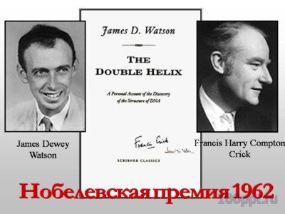 Презентация нуклеиновые кислоты - слайд 1 1 слайд презентации нуклеиновые кислоты