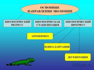 Презентация биологический прогресс и регресс - слайд 3 3 слайд презентации биологический прогресс и регресс