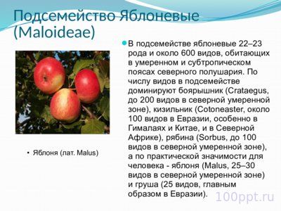 Презентация семейство розоцветные - слайд 11 11 слайд презентации семейство розоцветные
