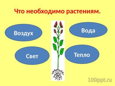 Презентация комнатные растения - слайд 11 11 слайд презентации комнатные растения