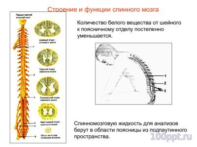 Презентация нервная система человека - слайд 7 7 слайд презентации нервная система человека
