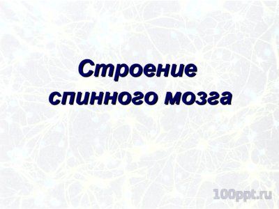 Презентация значение нервной системы - слайд 8 8 слайд презентации значение нервной системы
