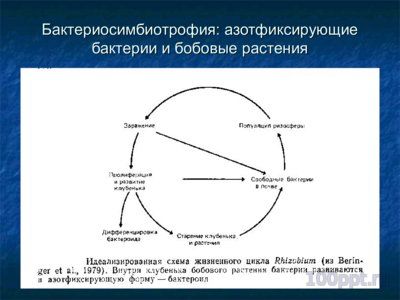 Презентация симбиоз - слайд 4 4 слайд презентации симбиоз