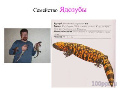 Презентация систематика рептилий - слайд 6 6 слайд презентации систематика рептилий