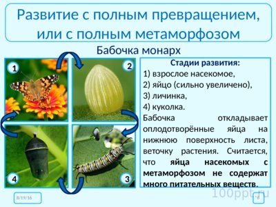 Презентация размножение и развитие насекомых - слайд 5 5 слайд презентации размножение и развитие насекомых