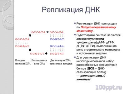 Презентация синтез нуклеиновых кислот - слайд 5 5 слайд презентации синтез нуклеиновых кислот