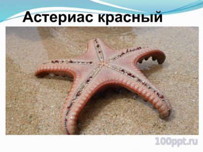 Презентация морские звезды - слайд 11 11 слайд презентации морские звезды