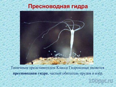 Презентация губки и кишечнополостные - слайд 6 6 слайд презентации губки и кишечнополостные