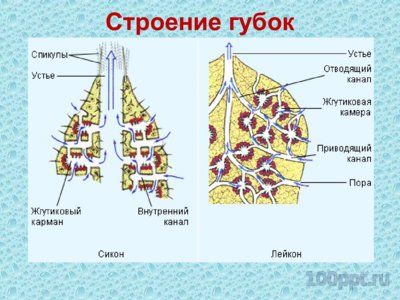 Презентация губки и кишечнополостные - слайд 4 4 слайд презентации губки и кишечнополостные