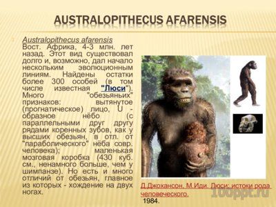 Презентация древние гоминиды - слайд 7 7 слайд презентации древние гоминиды