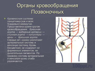Презентация филогенез кровеносной системы - слайд 2 2 слайд презентации филогенез кровеносной системы