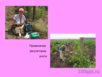 Презентация жизненные циклы винограда - слайд 5 5 слайд презентации жизненные циклы винограда