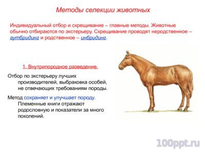 Презентация основные методы селекции животных - слайд 3 3 слайд презентации основные методы селекции животных