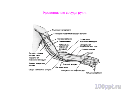 Презентация кровеносная система человека - слайд 10 10 слайд презентации кровеносная система человека