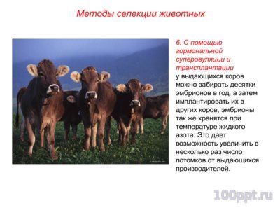 Презентация основные методы селекции животных - слайд 8 8 слайд презентации основные методы селекции животных