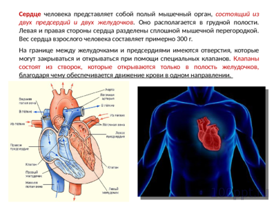Презентация кровеносная система человека - слайд 3 3 слайд презентации кровеносная система человека
