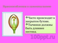 Презентация цветение и опыление растений - слайд 7 7 слайд презентации цветение и опыление растений