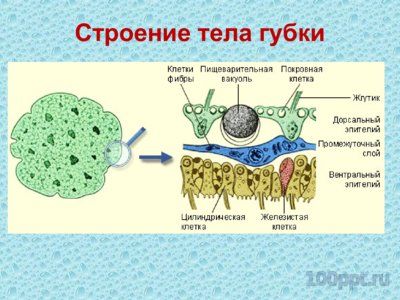 Презентация губки и кишечнополостные - слайд 2 2 слайд презентации губки и кишечнополостные